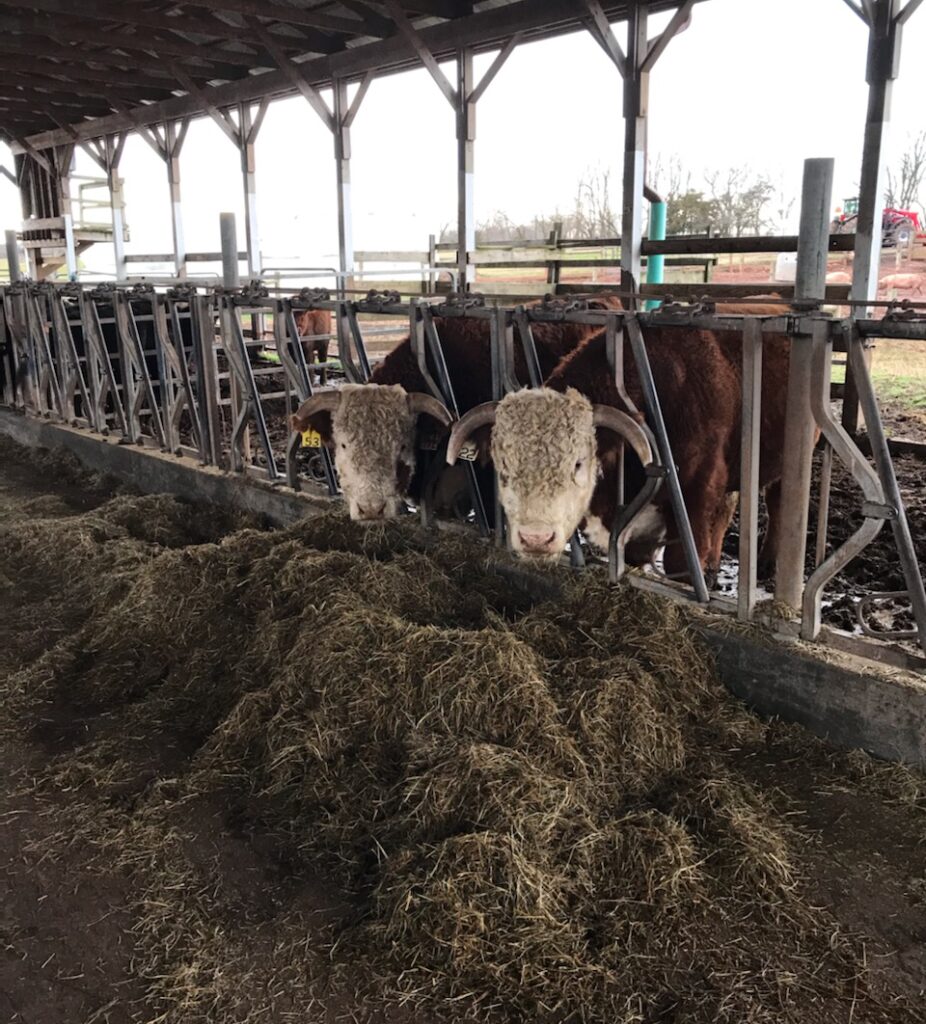 Simply Grazin' NJ bulls happily grazing at feeders