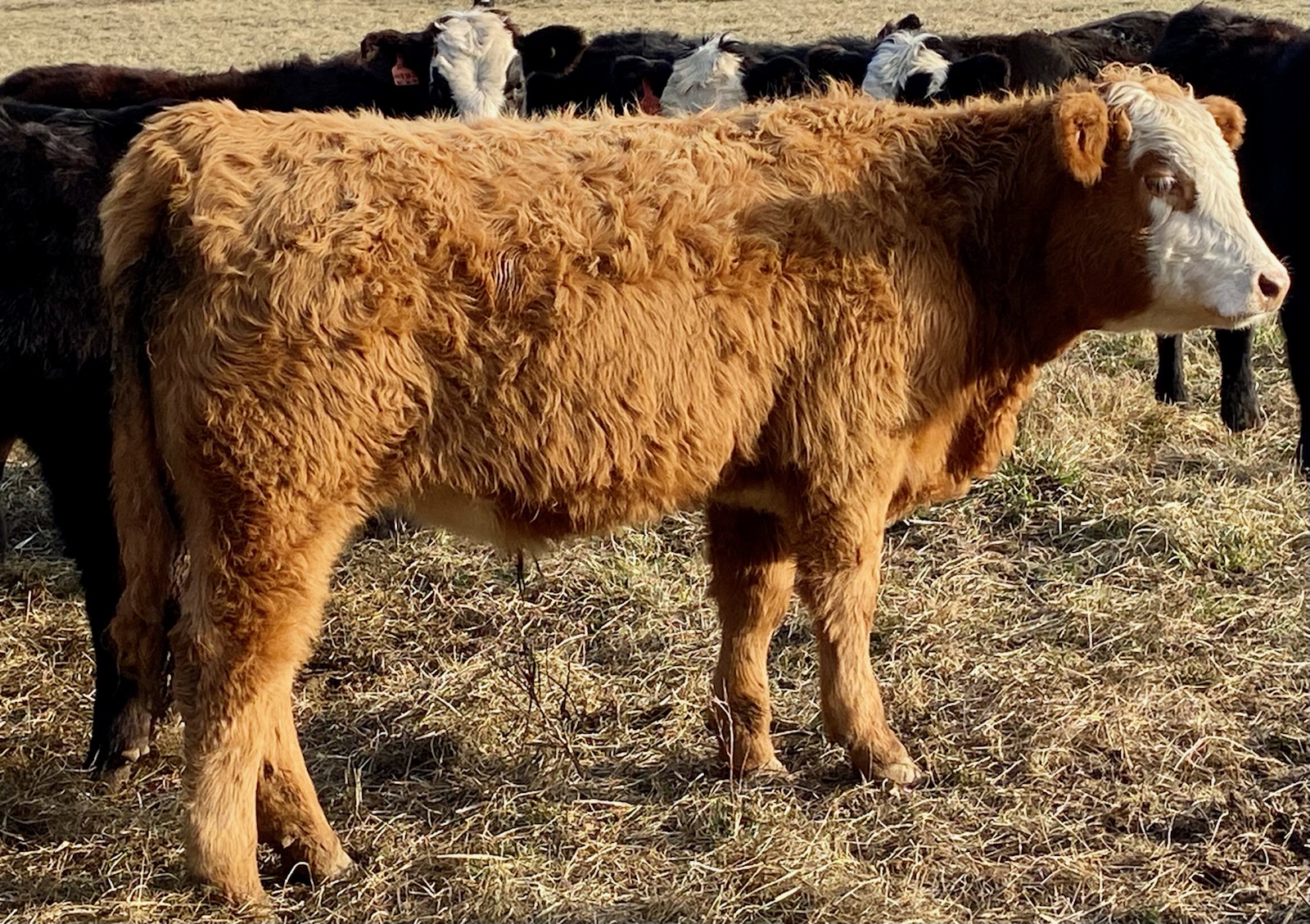 King a feeder bull calf at Simply Grazin' VA farm