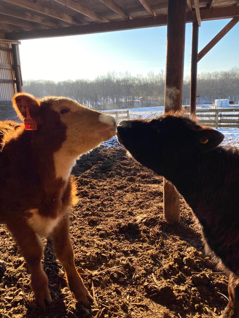 kissing cows