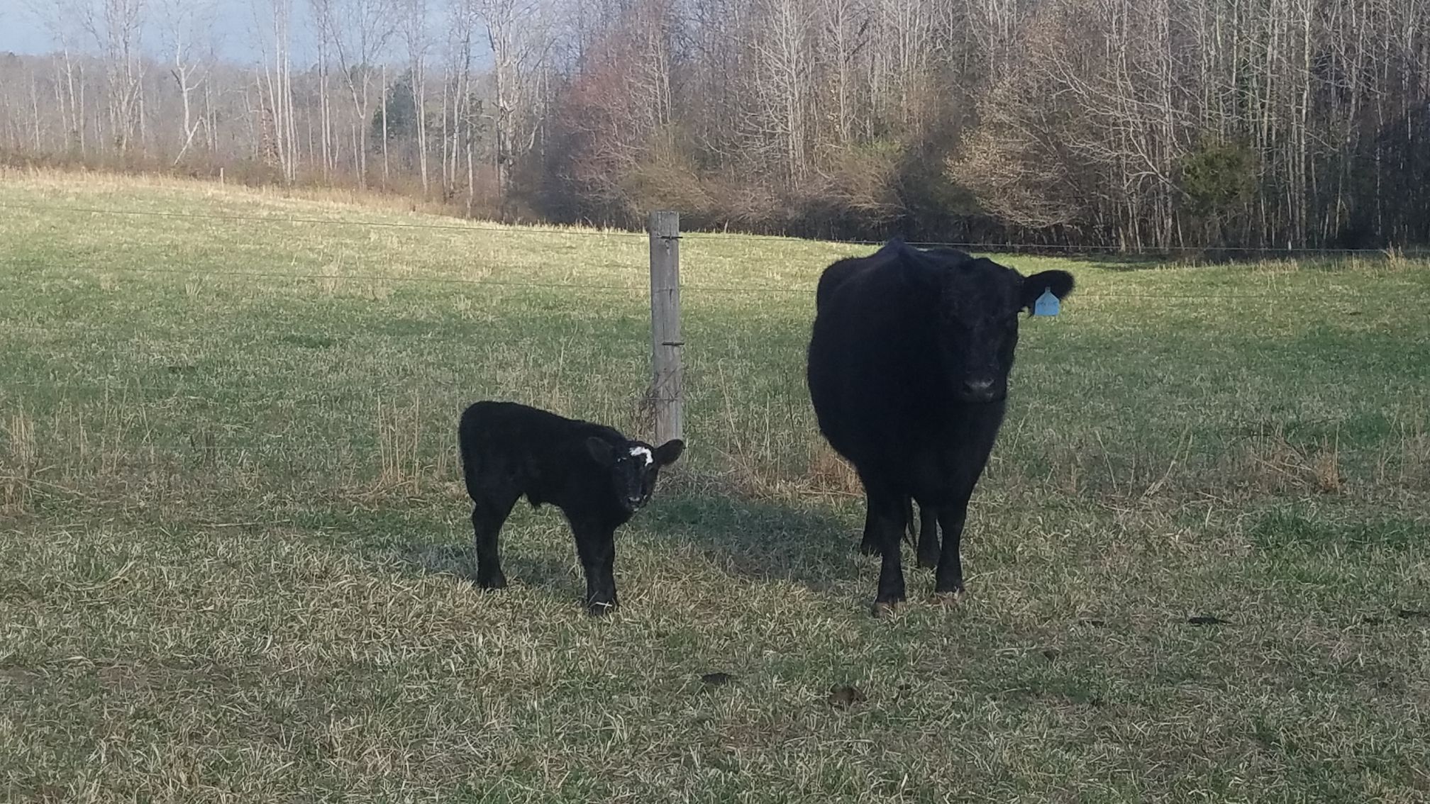 first calf born on Simply Grazin' farms in 2022