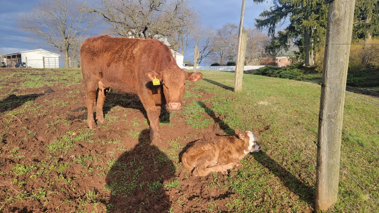 first bull calf of 2022 born on Simply Grazin' NJ farm