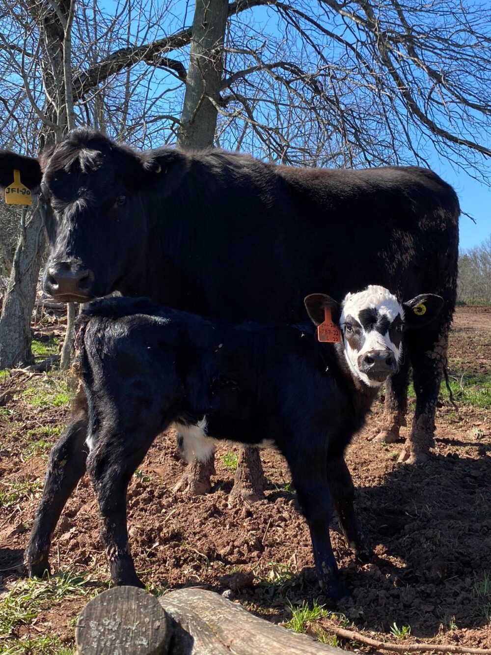 Nj farm calf enjoying the sunshine with Mom