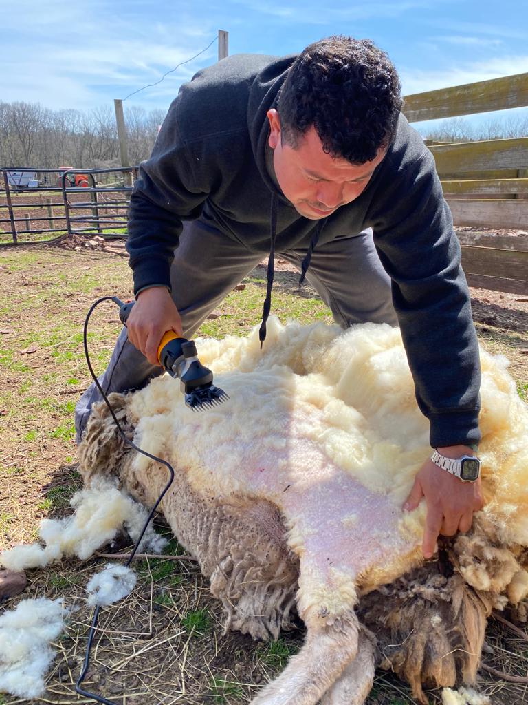 Slevin Gomez shearing sheep on Simply Grazin's Skillman, NJ farm