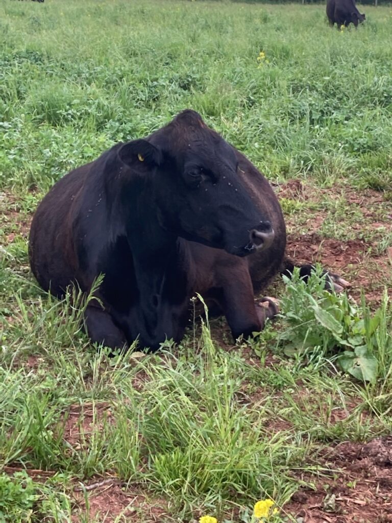 resting momma cow