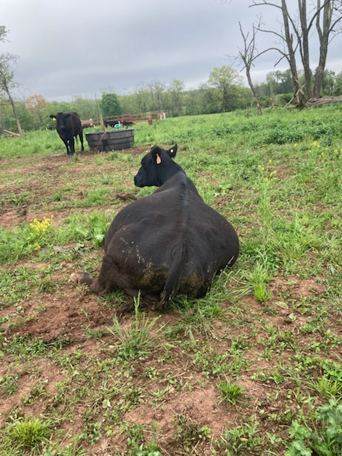 resting pregnant momma cow