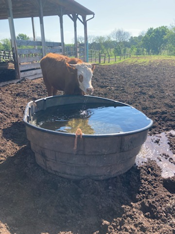 staying hydrated on hot farm days