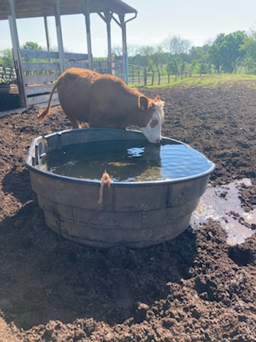 cow getting a drink