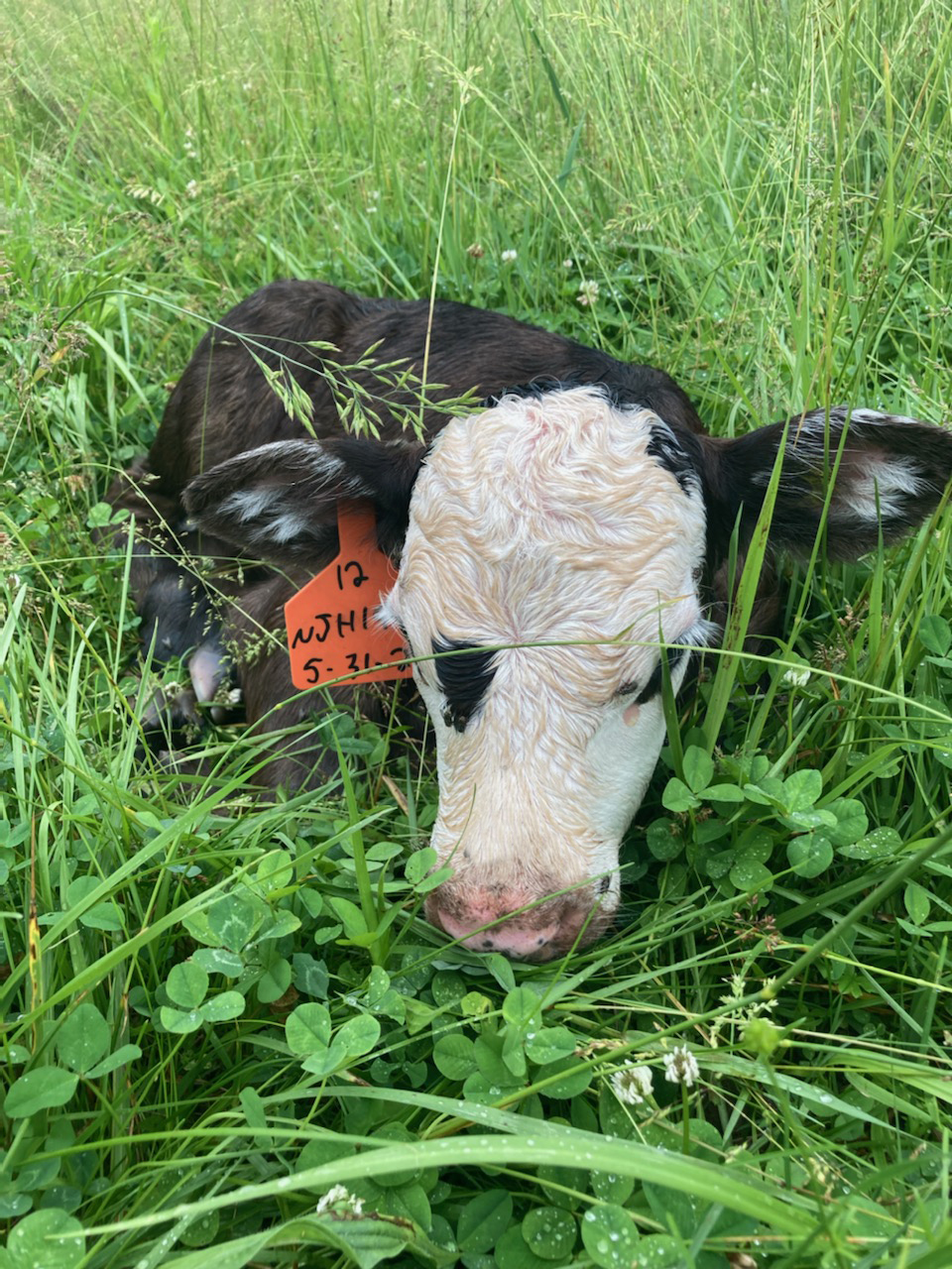 sleepy calf taking an afternoon nap