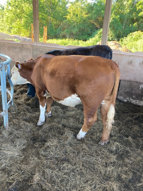 14 month old steer