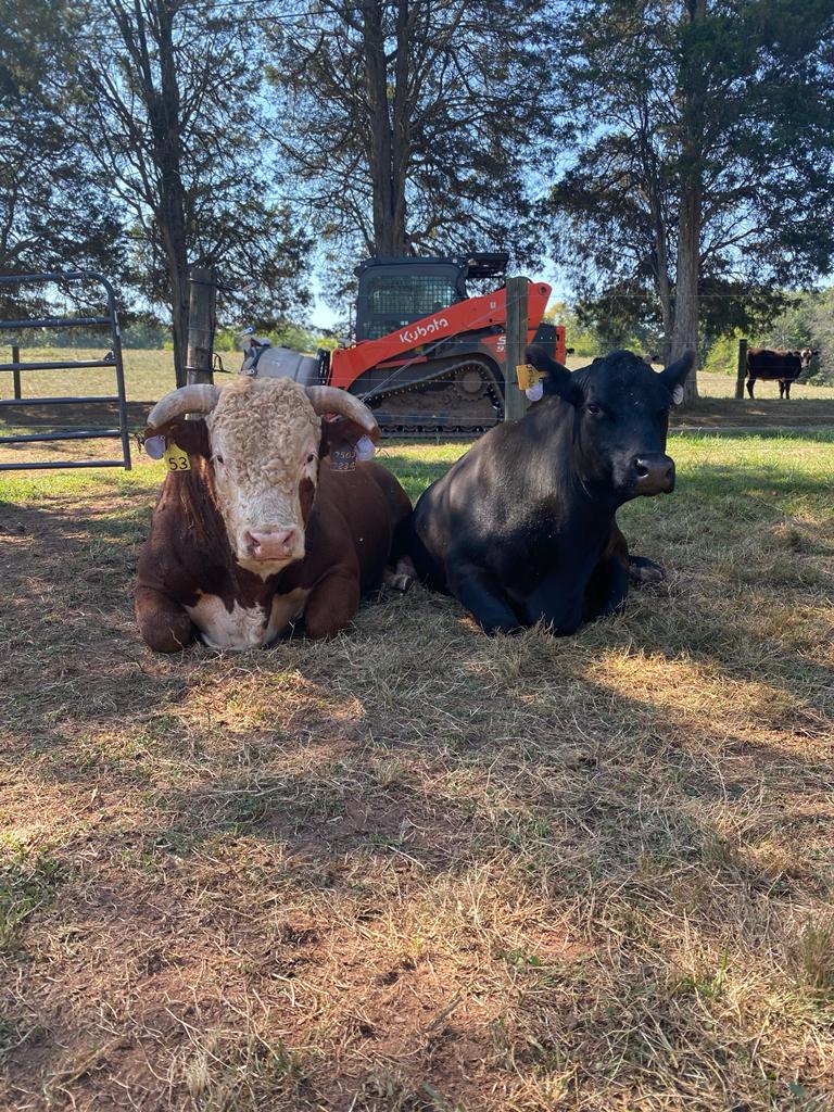 just married bull and heifer