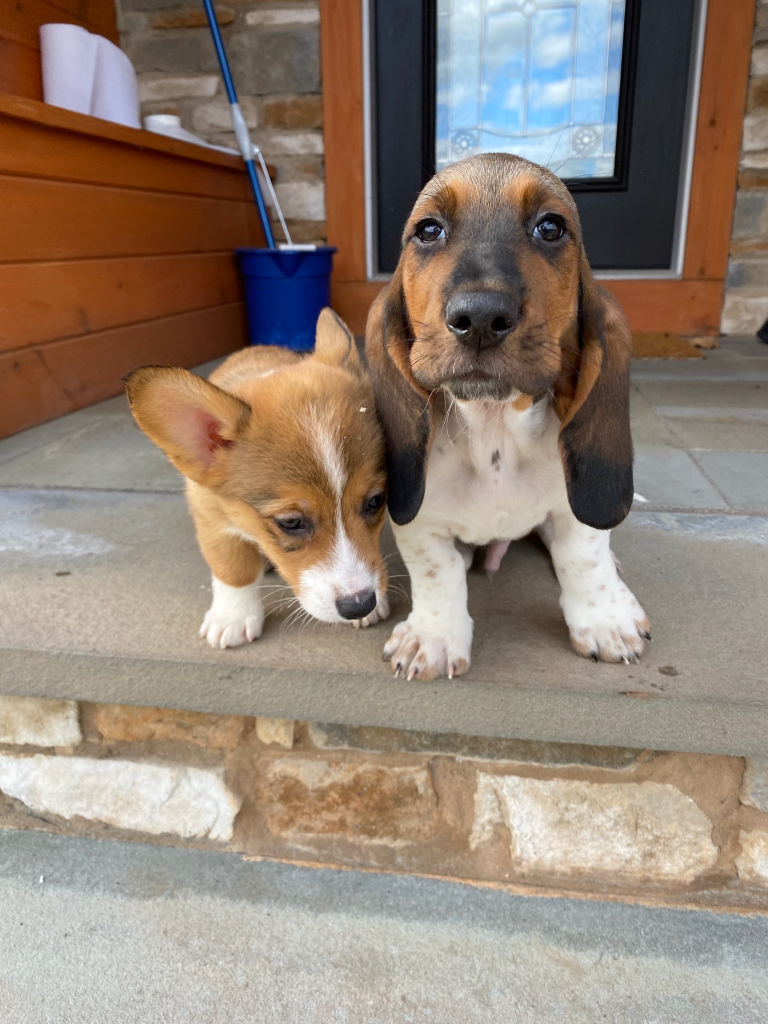 new farm pups Benji and Hank