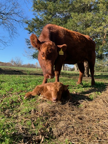 Fall calf born on Virginia farm