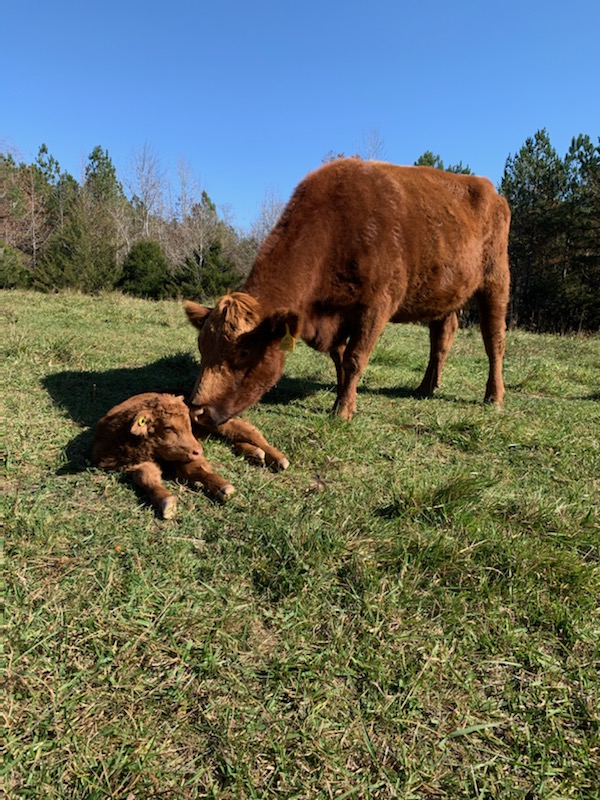 Simply Grazin' calf born in November