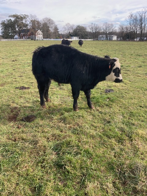 Beautiful steer on Simply Grazin' NJ farm