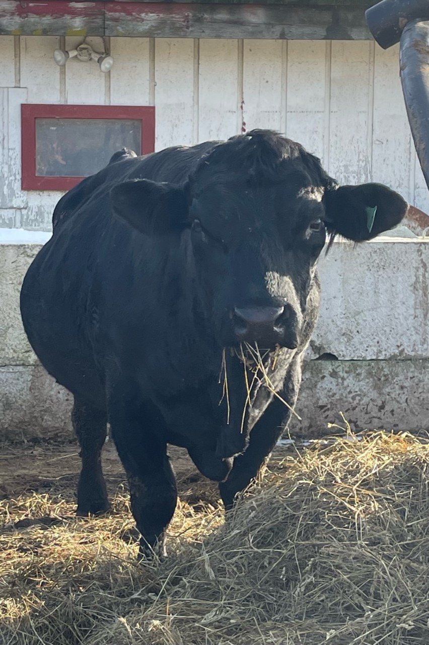 breeding bull on Simply Grazin' NY farm